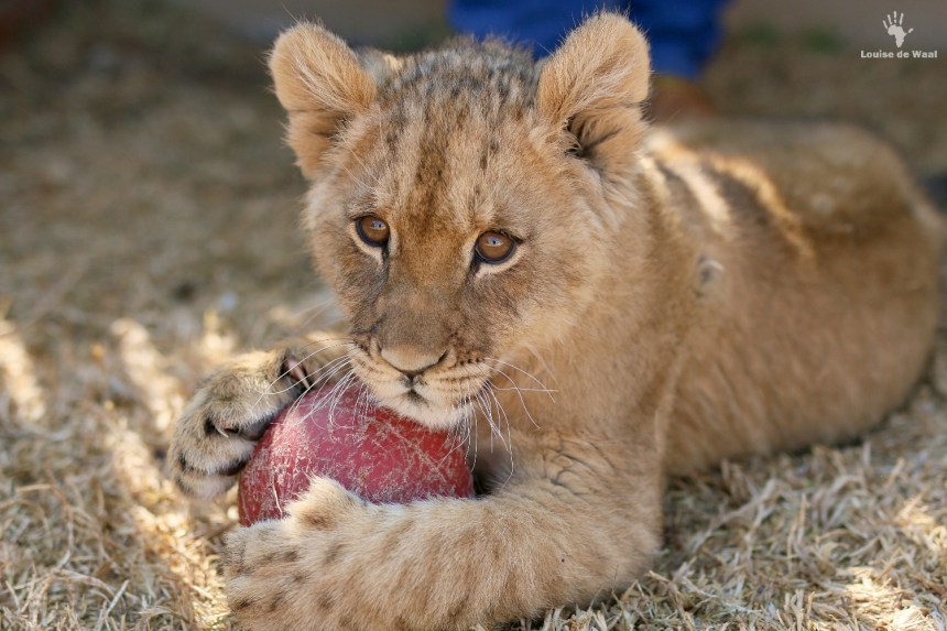 Thanda Tau 2 months old tawny lion cub