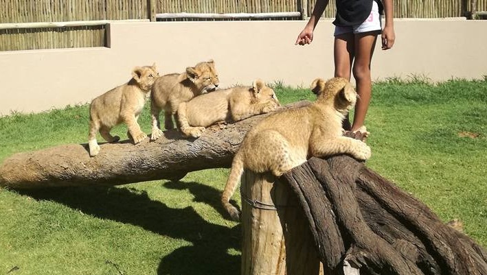 Where are Thanda Tau 4 tawny lion cubs seen in petting enclosure in Jan 2017