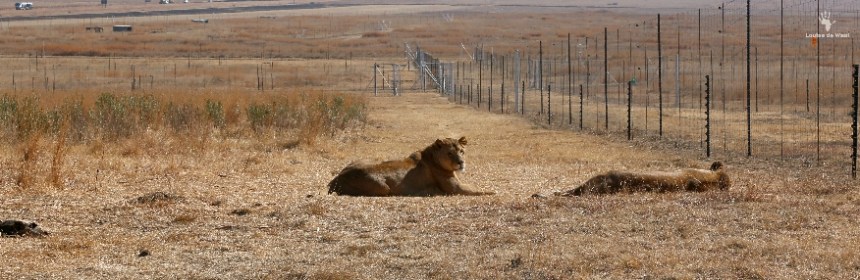 Thanda Tau adult lion enclosures