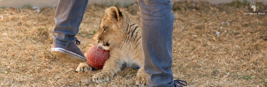 Thanda Tau lion cub petting enclosure