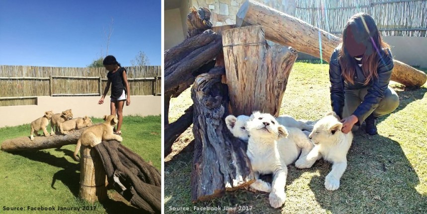 Thanda Tau lion cubs first half 2017