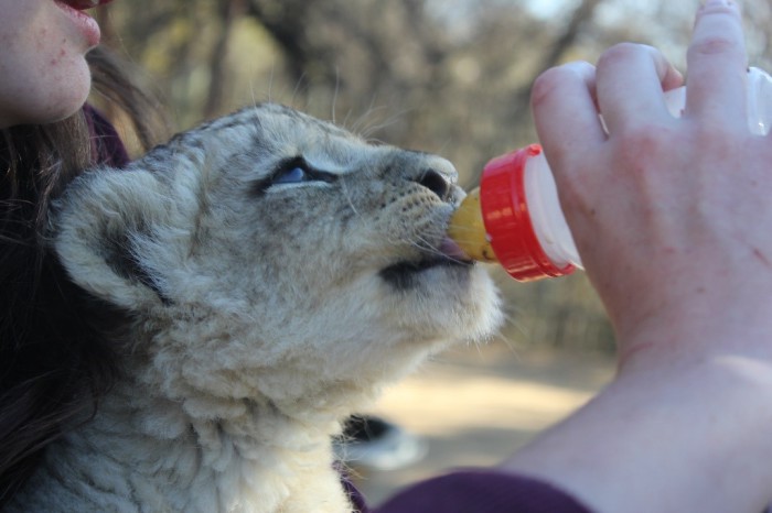 Bottle feeding lion cubs by volunteers
