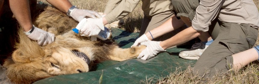 Responsible Volunteering projects