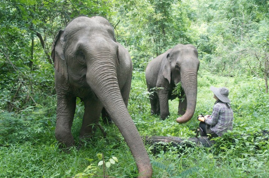 WorkingAbroad: Elephant Sanctuary project in Thailand. Photo credit: Emily McWilliam