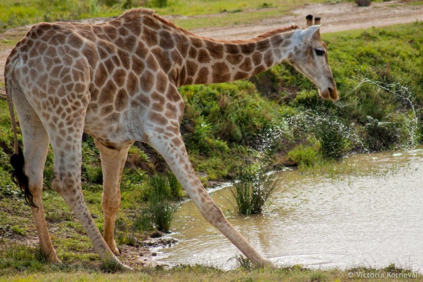 WorkingAbroad volunteers enjoying wildlife at Shamwari Game Reserve. Photo credit: Vicky Kornevall