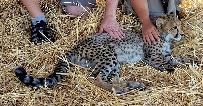 Cheetah ambassador cub