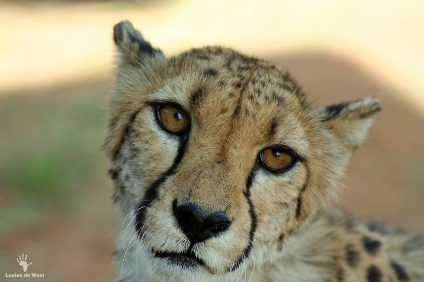 Cheetah portrait