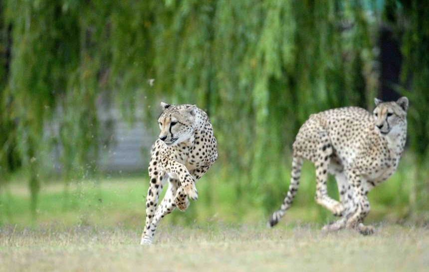 Cheetahs running free at Cheetah Outreach