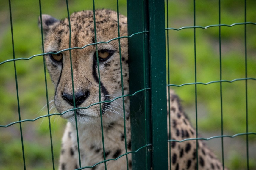 Captive cheetah