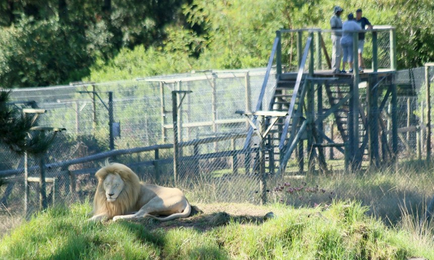 Viewing platforms extending above fencing of lion enclosure