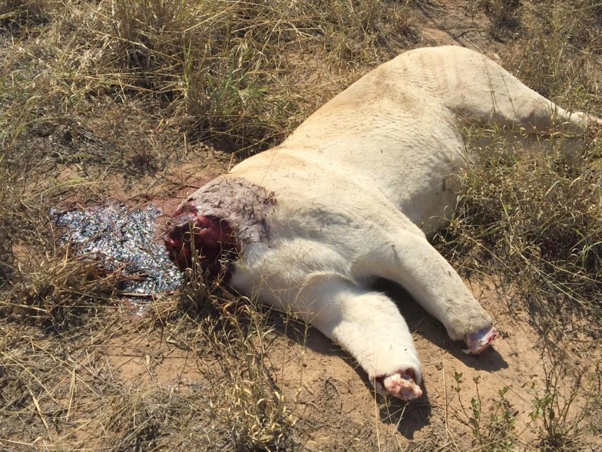 Lion poached for skull and claws