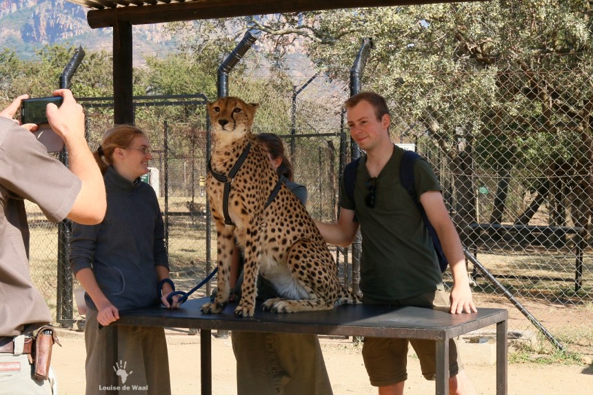 Moholoholo cheetah petting
