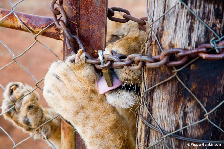 Adult lion (©Pippa Hankinson)