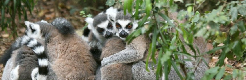 Compassionate Travel