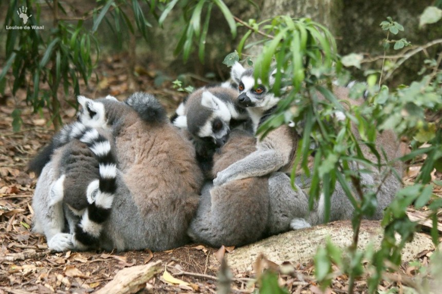 Ring-tail lemur huddle