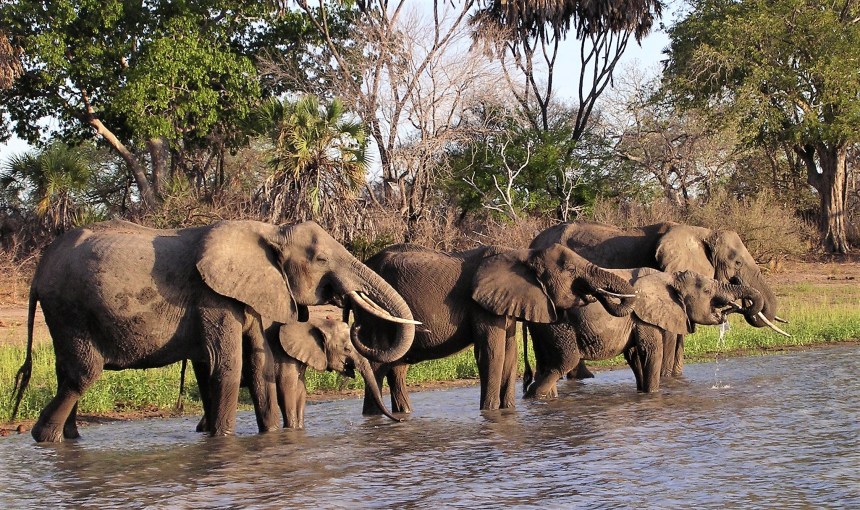 Ellies