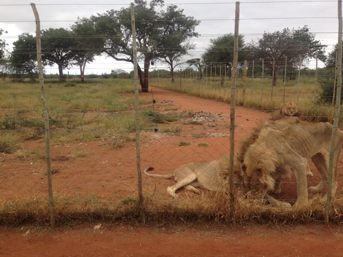 Emaciated lions at Slippers Farm taken by NSPCA