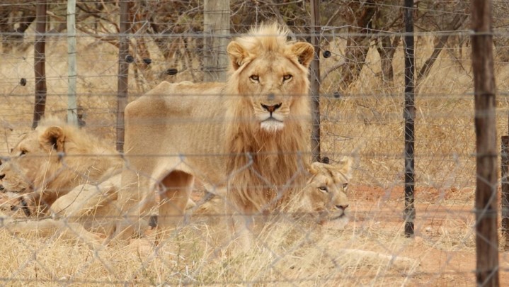 Emaciated lions at Slippers Farm taken by member of public