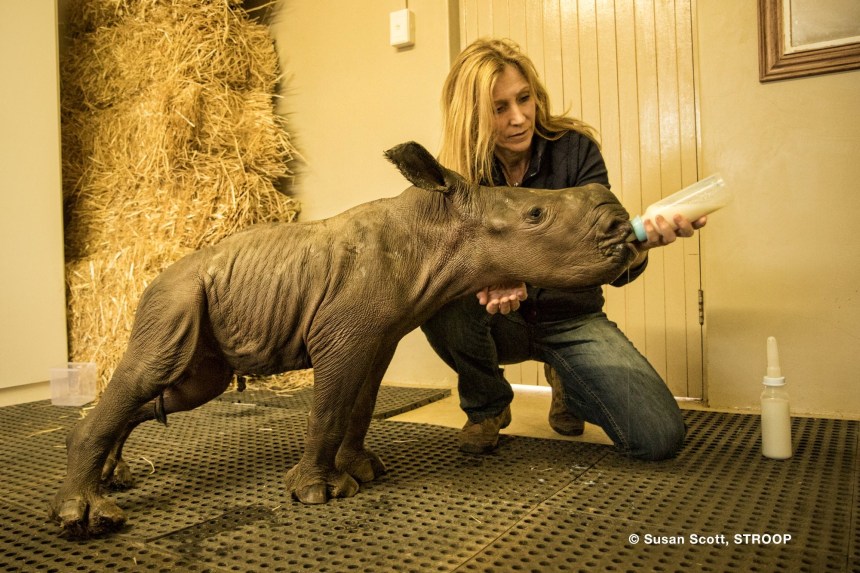Stroop Karen Trendler rhino orphanage