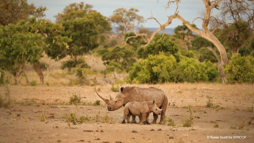 Stroop rhino babies collateral damage