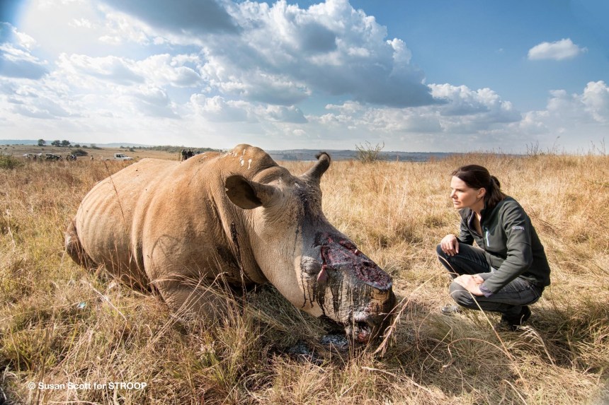 Stroop Bonne de Bod poached rhino